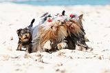 YORKSHIRE TERRIER 150